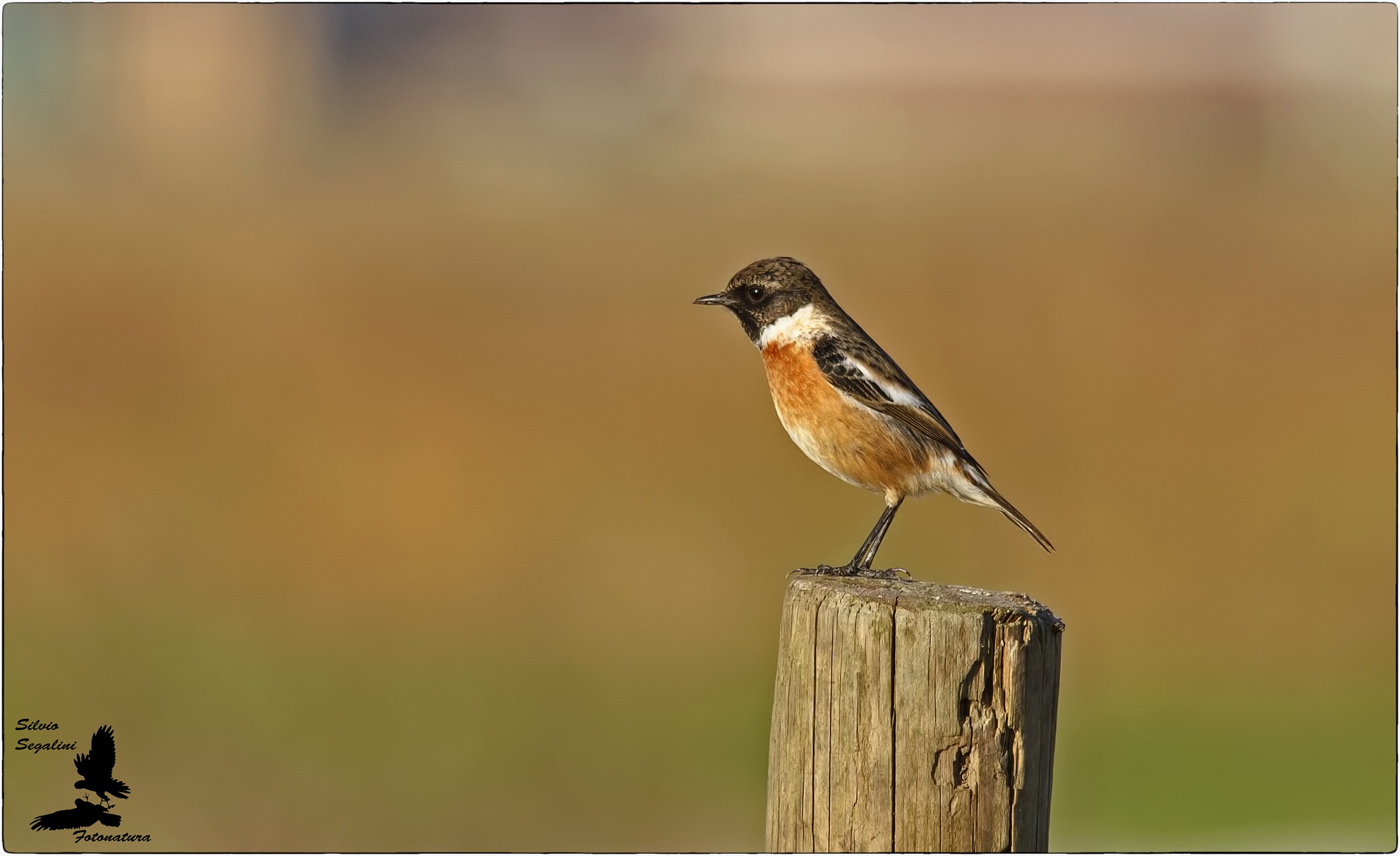 Saltimpalo ...sul palo