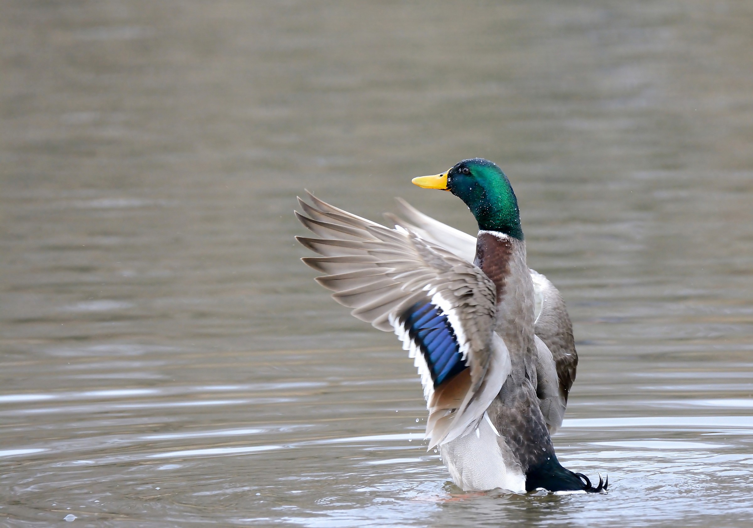 Mallard