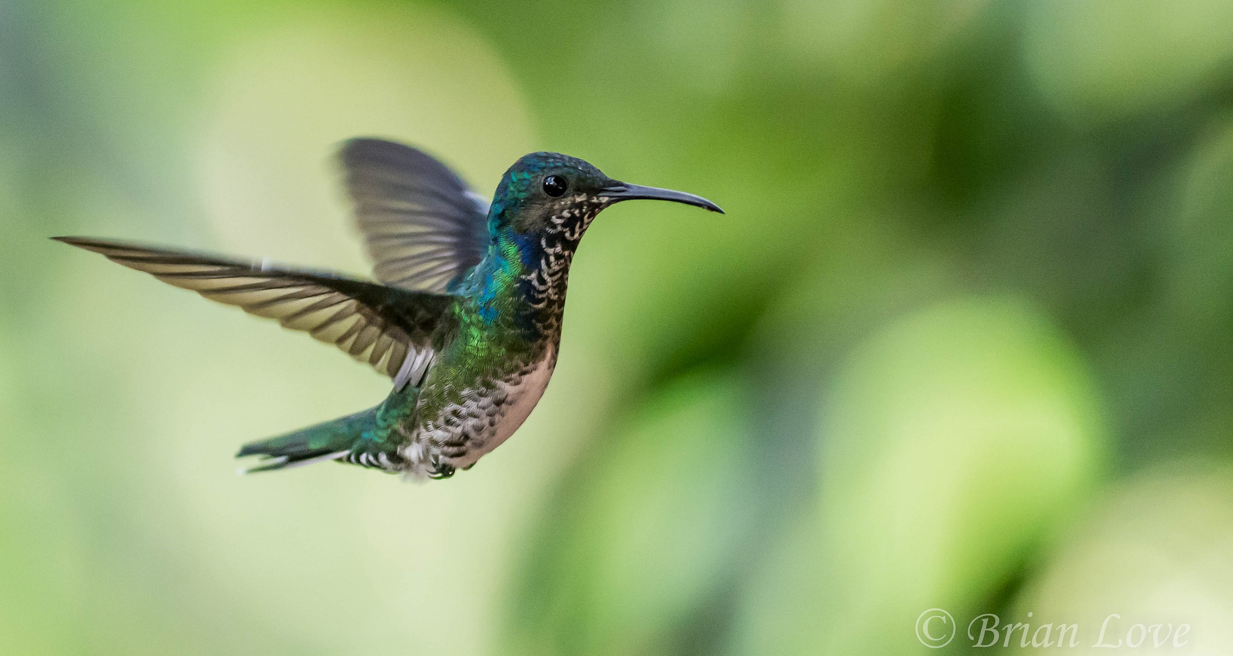 White-necked Jacobin - Female