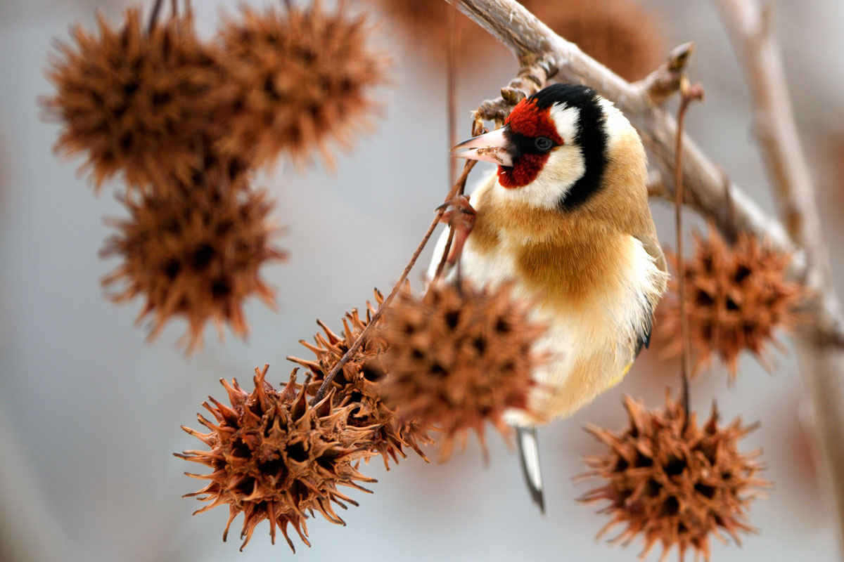 Goldfinch