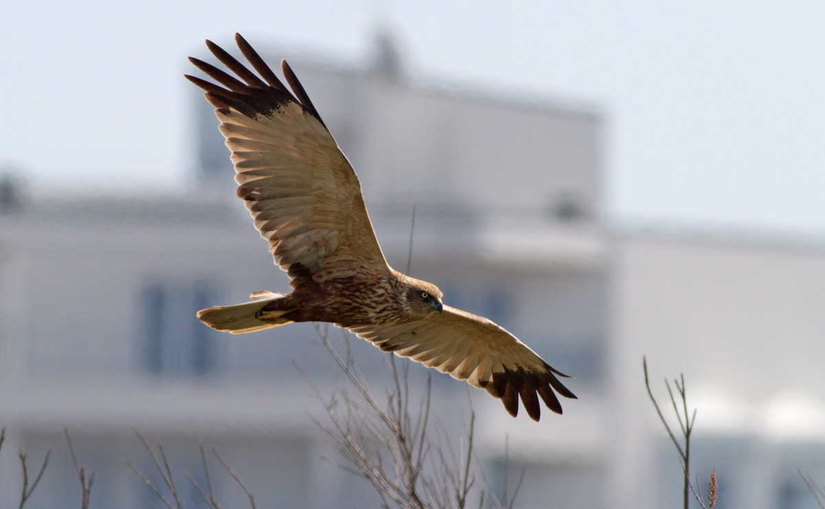 Marsh Harrier male