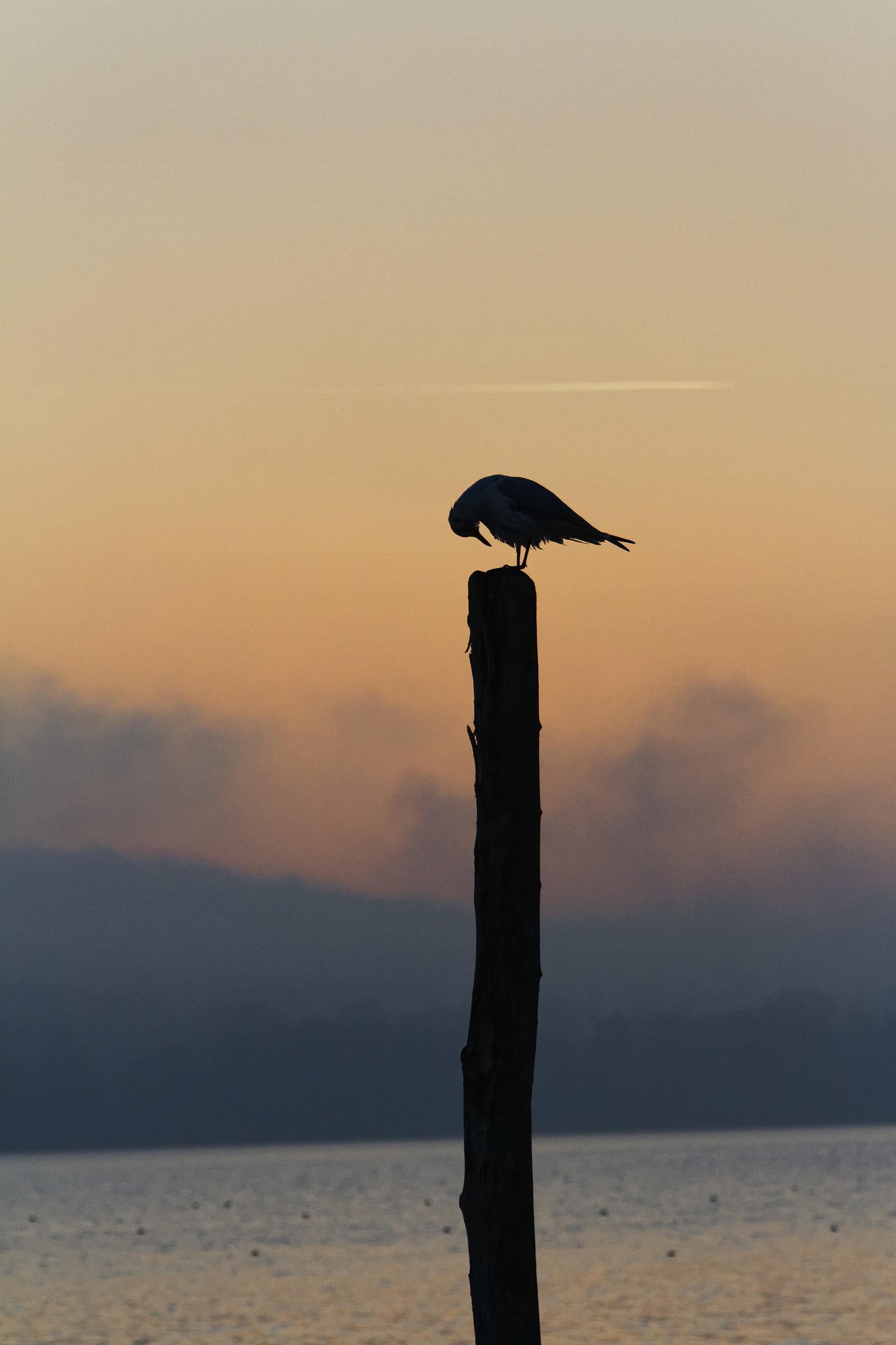 Seagull thoughtfully