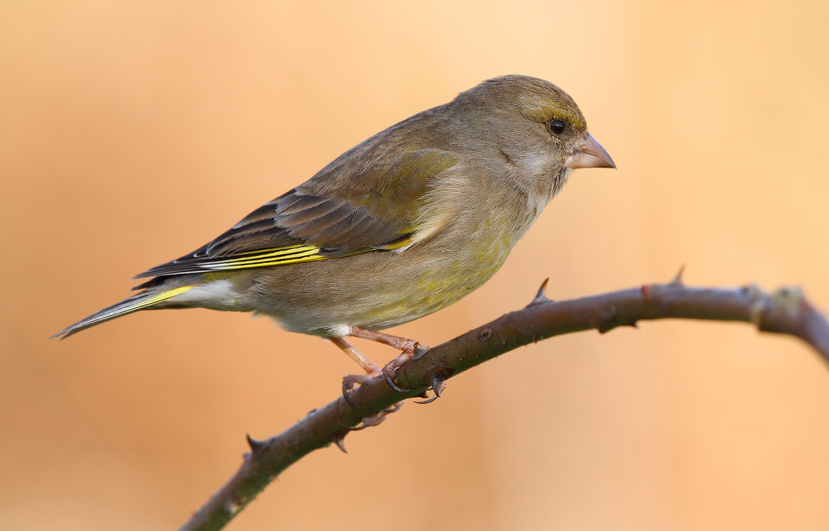 greenfinch