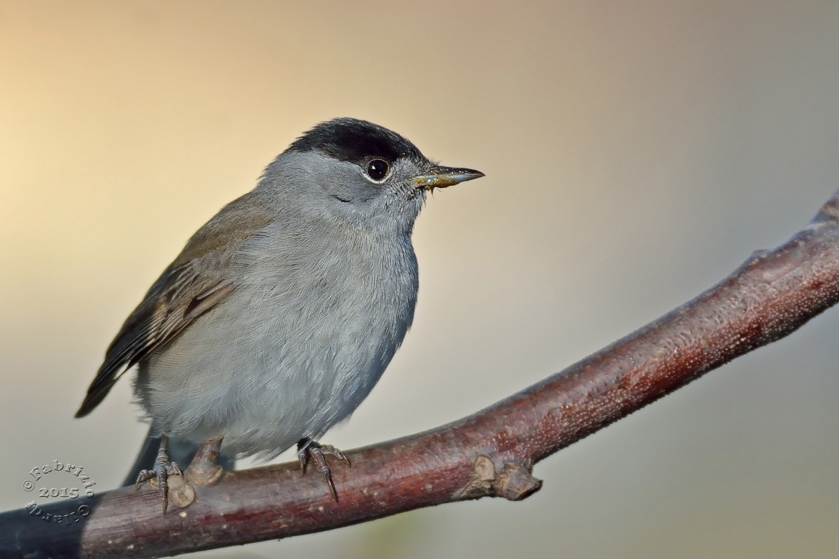 Capinera m. (Sylvia atricapilla)