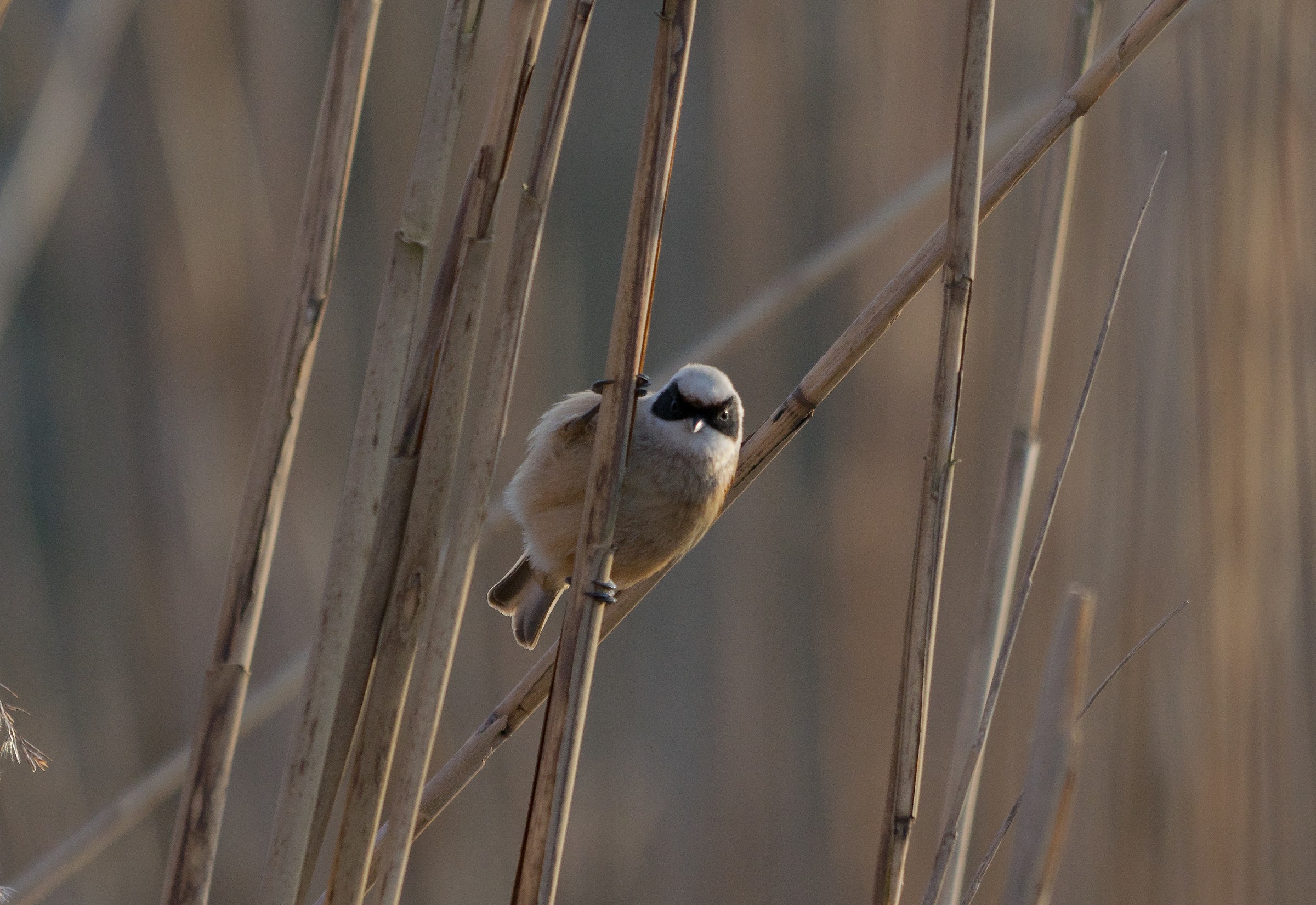 Supereroe mascherato