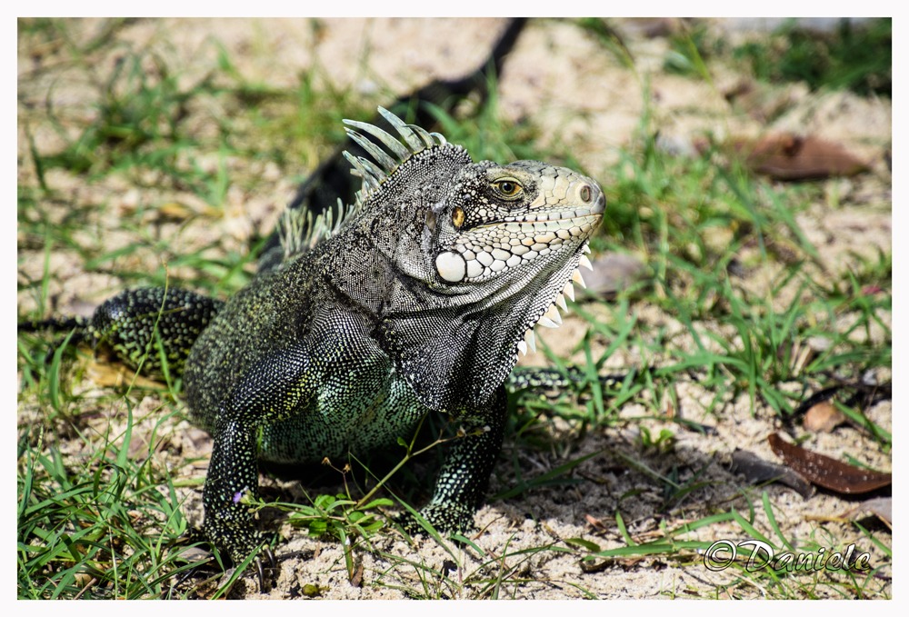 Iguana