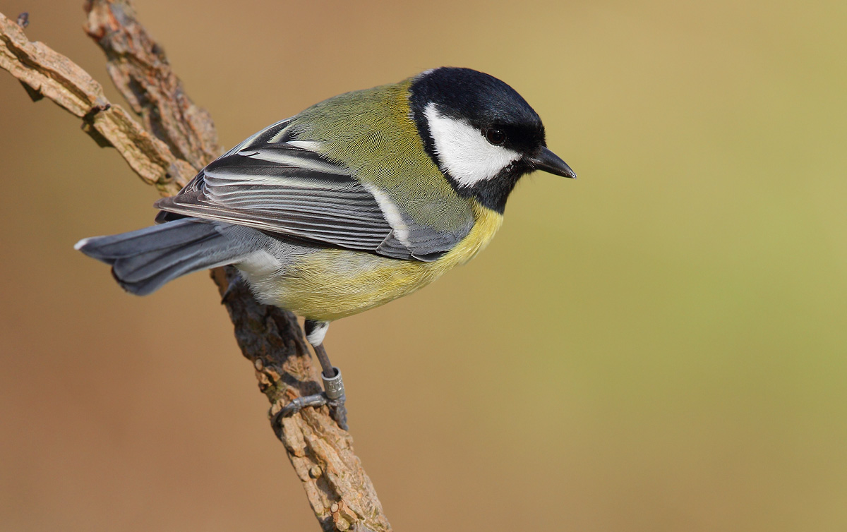 Great Tit