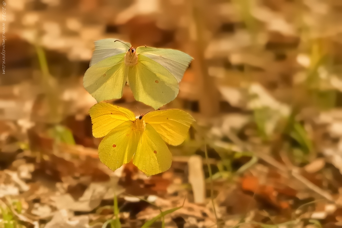 Gonepteryx rhamni, courtship flight, freehand