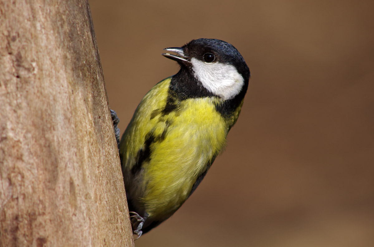 Cinciallegra ritratto