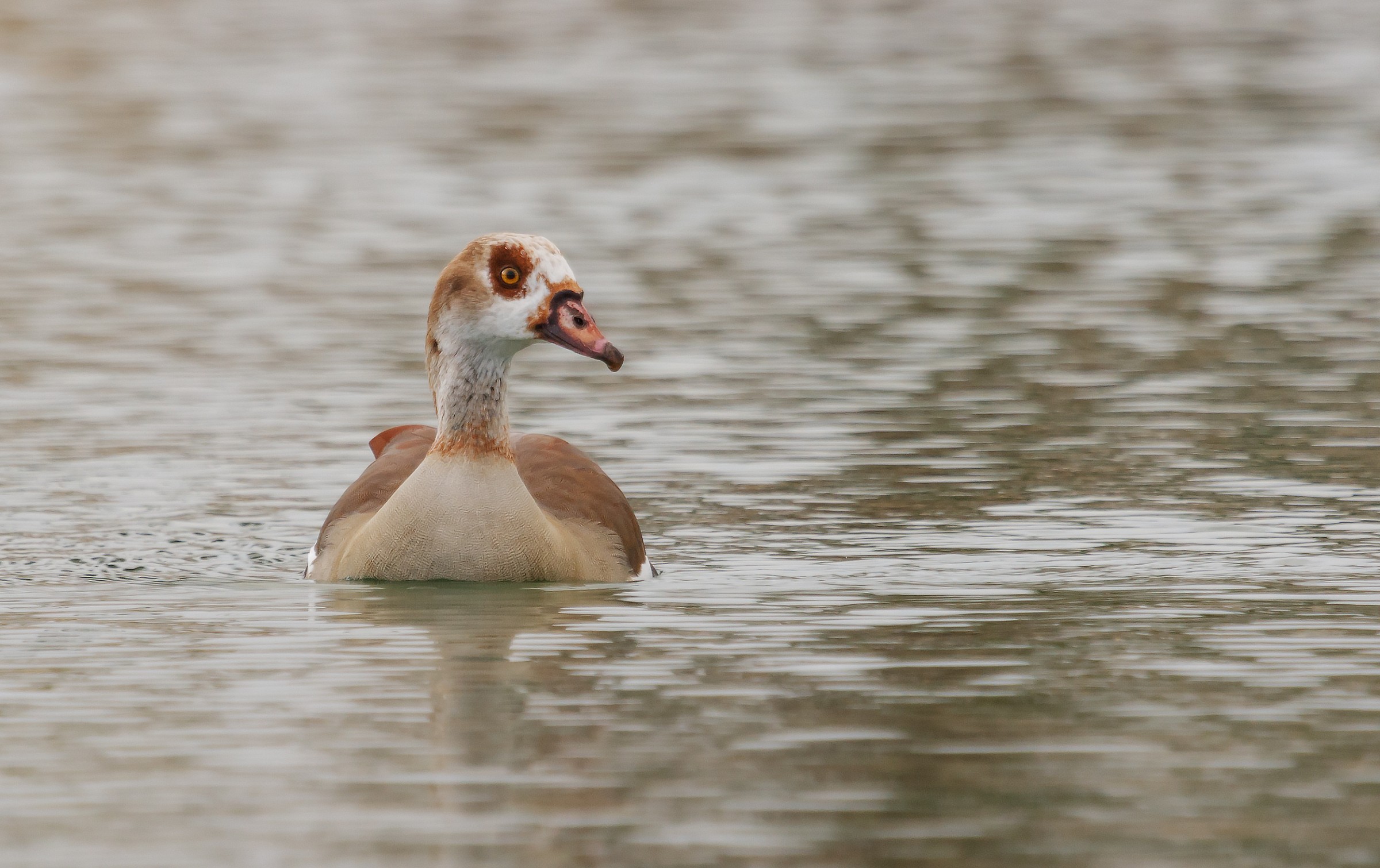 Oca Egiziana -Alopochen aegyptiaca