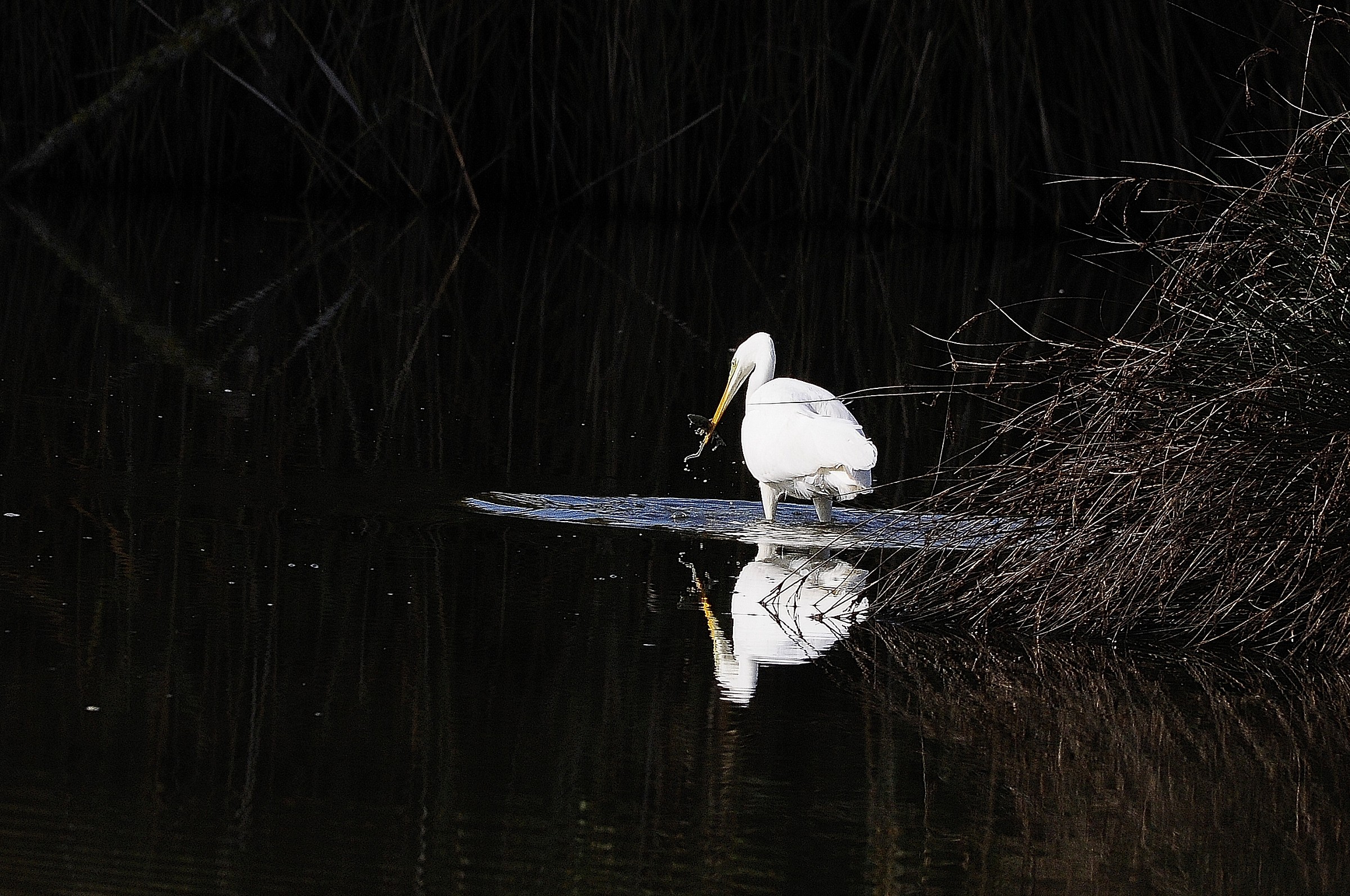 Airone Bianco Maggiore
