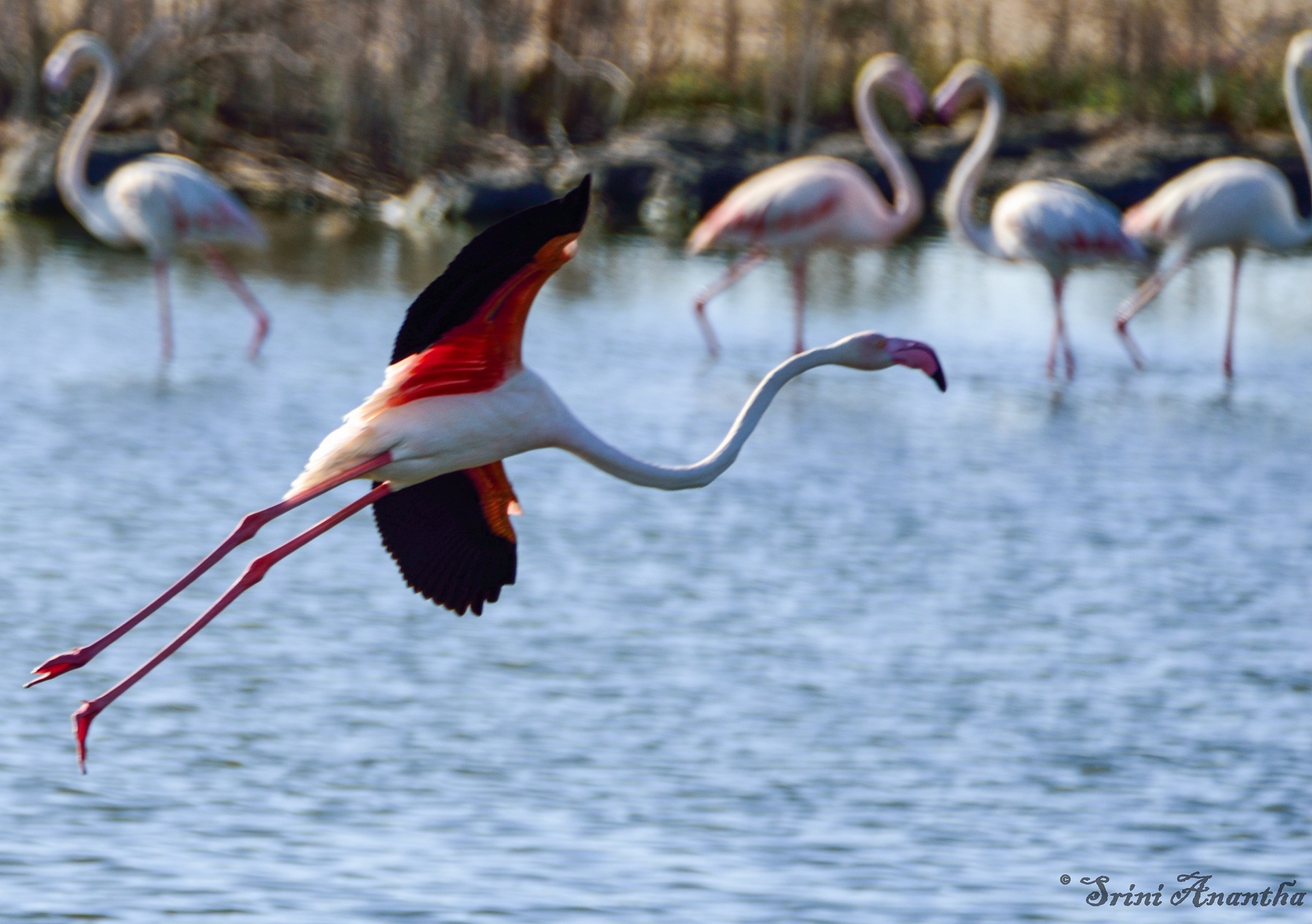 @ Al Wathba wetland, Abu dhabi