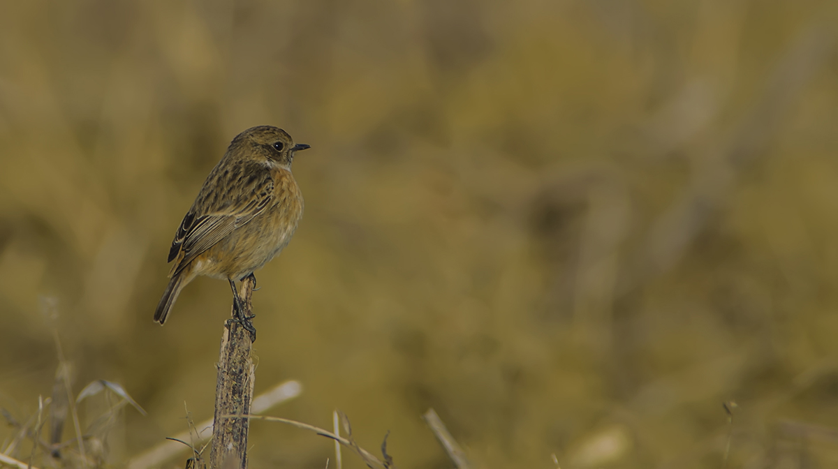 Stonechat