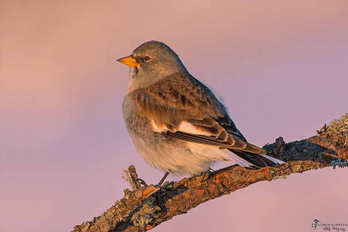 fringuello alpino all alba