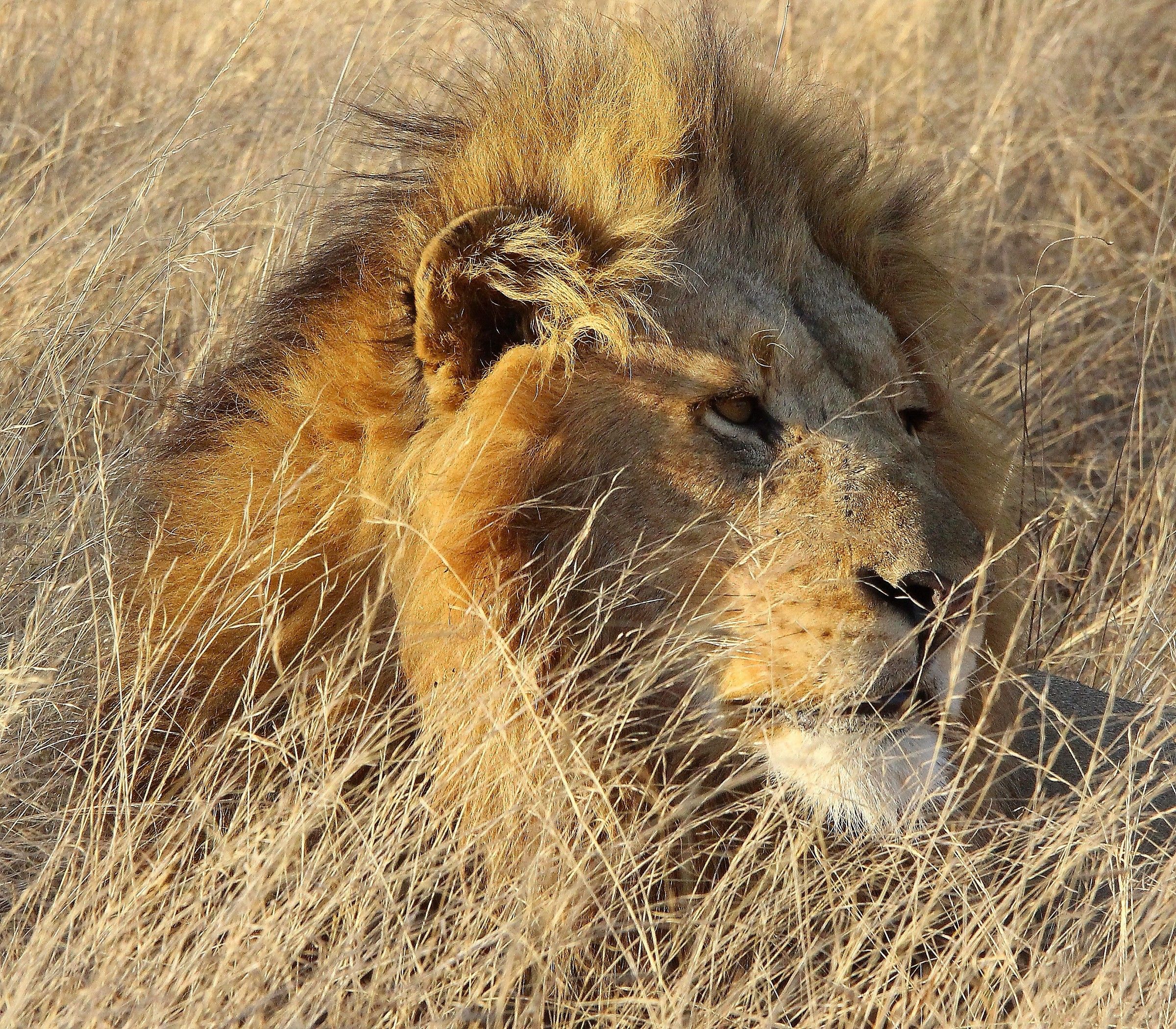 Il riposo del guerriero