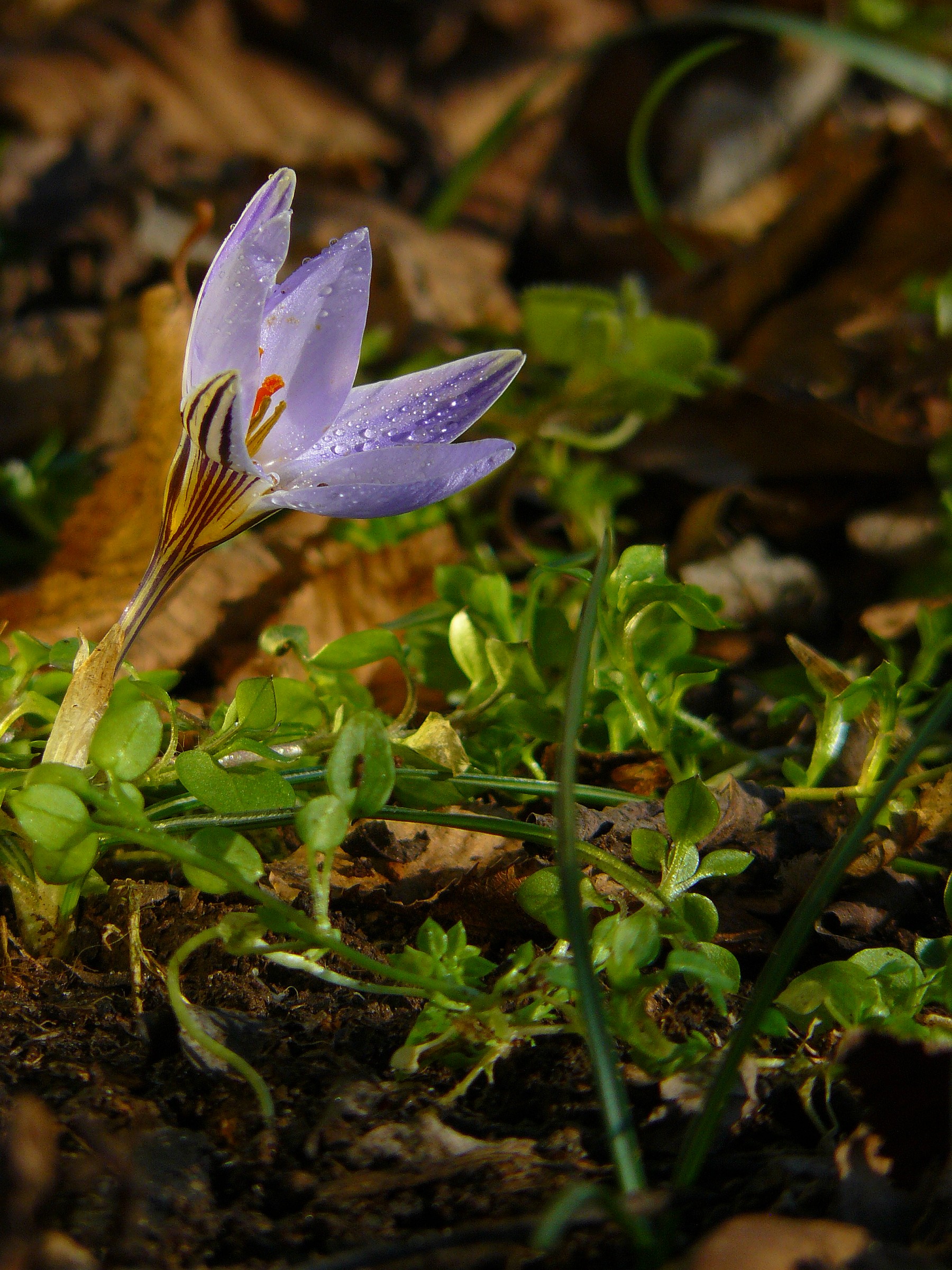 Crocus
