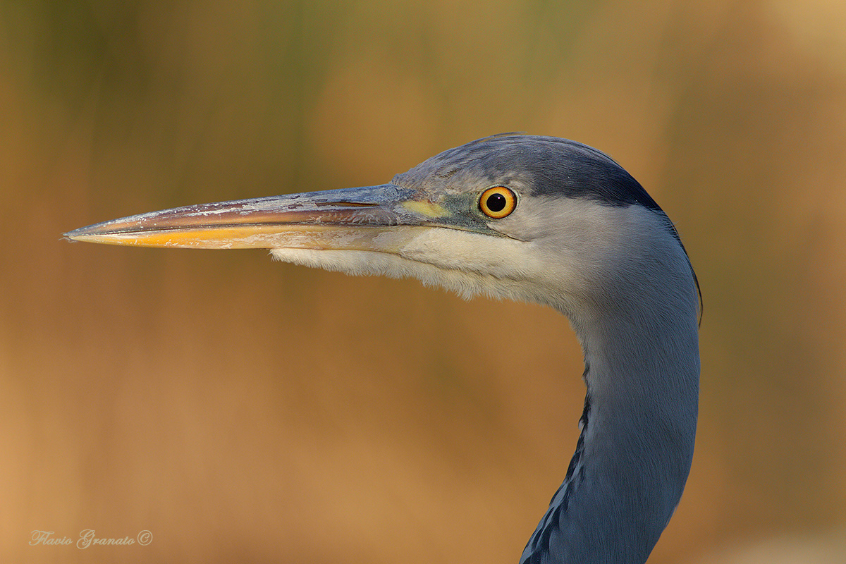 portrait of heron at sunset