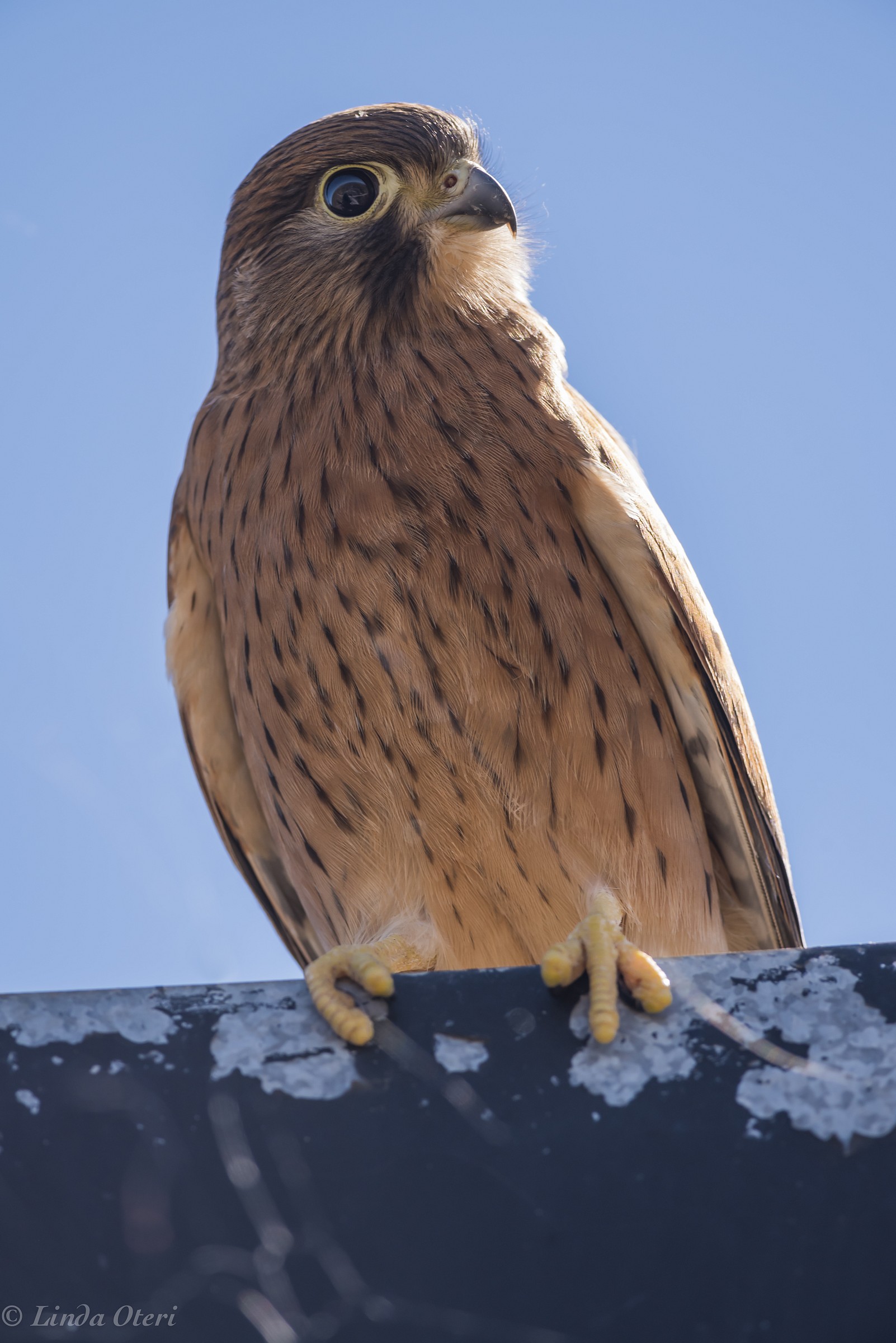 Rock kestrel on lookout duty