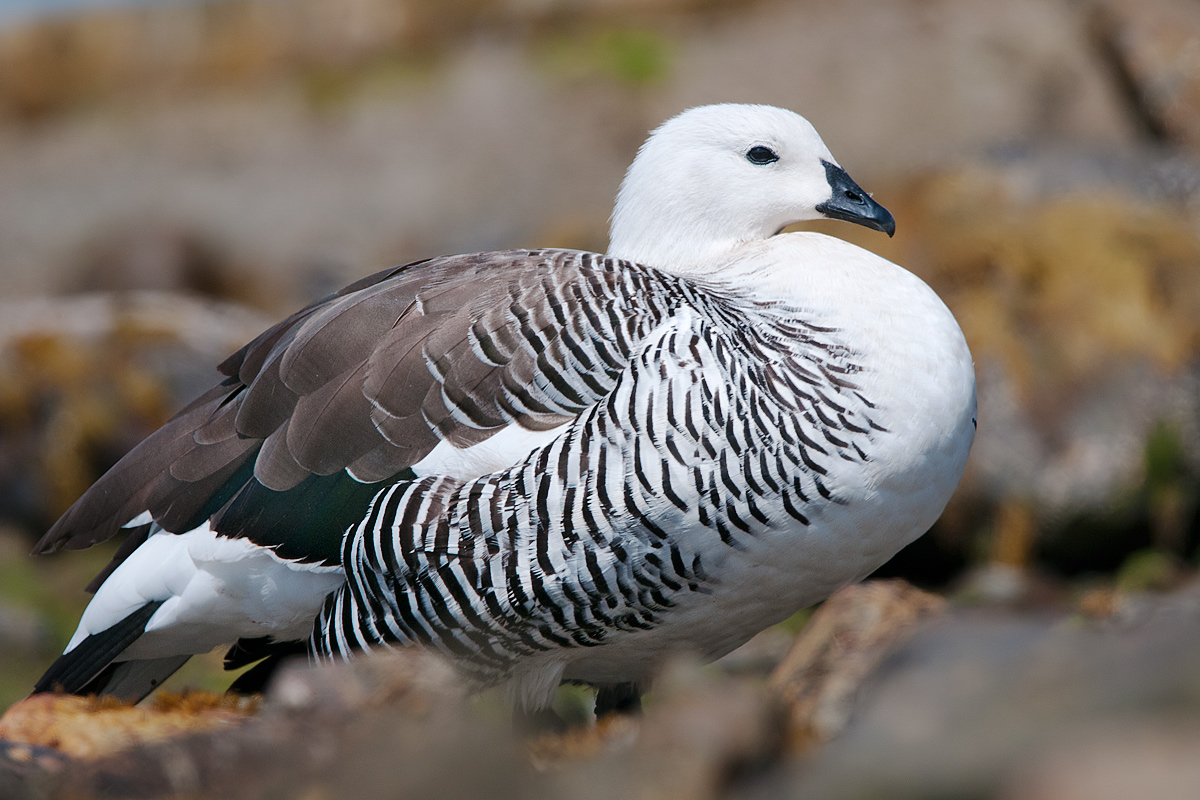 Oca di Magellano (Chloephaga picta)