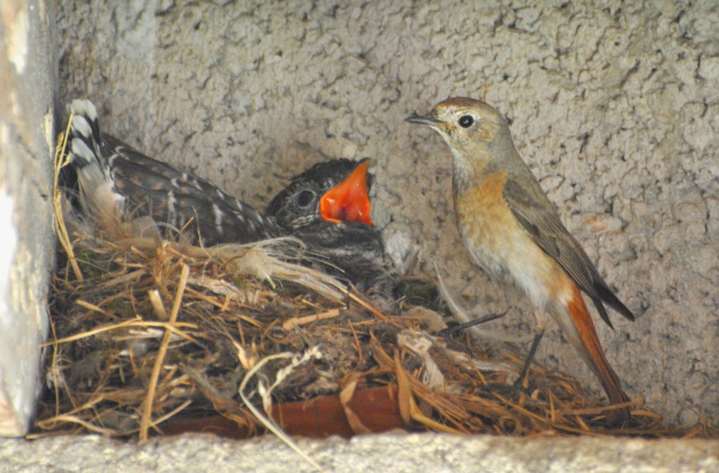 Cuckoo in the nest of the black redstart