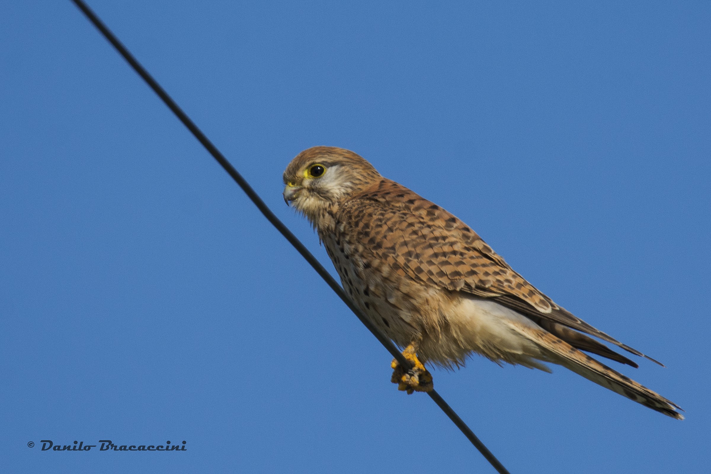 Kestrel?