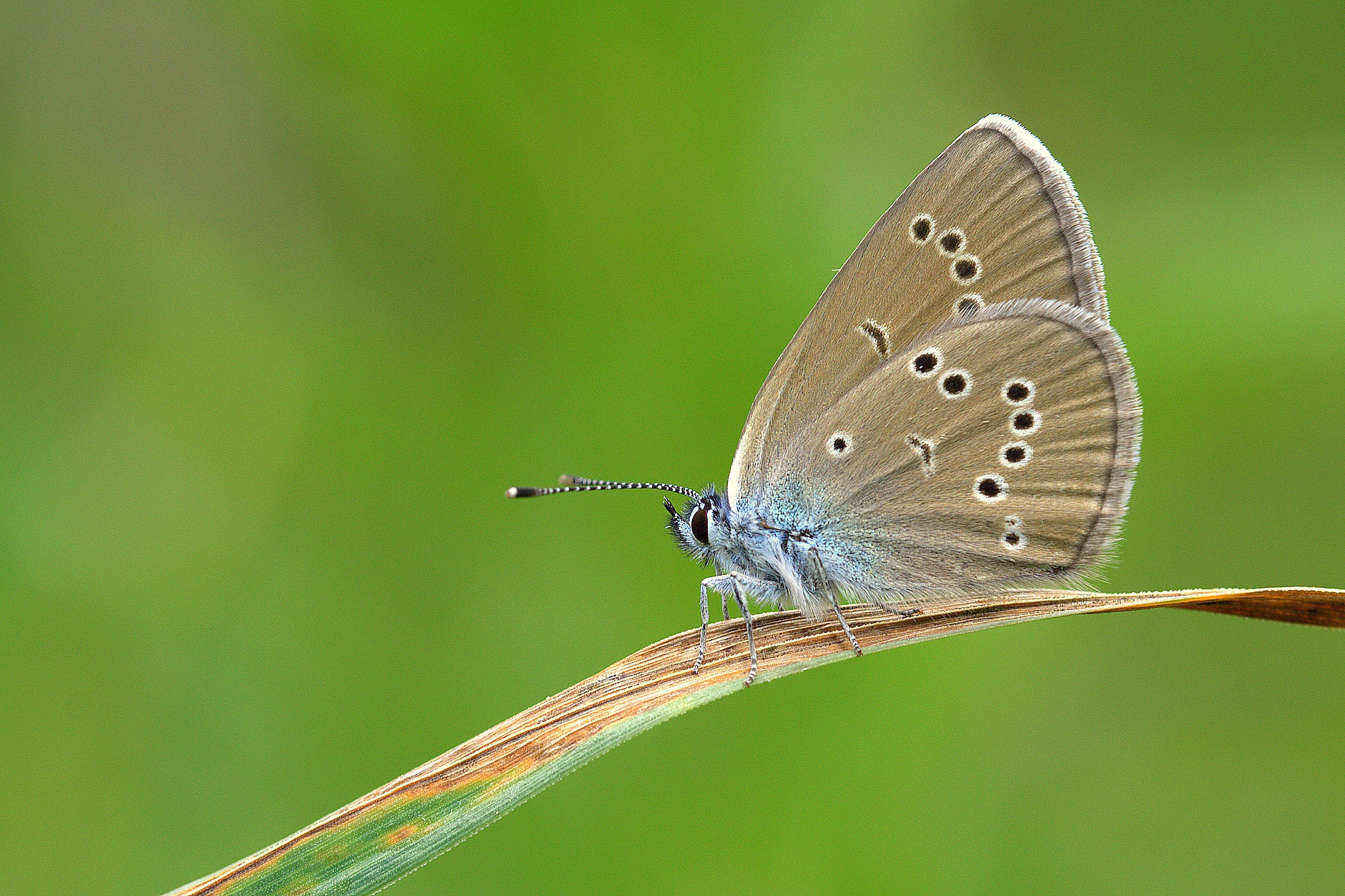 Polyommatus semiargus