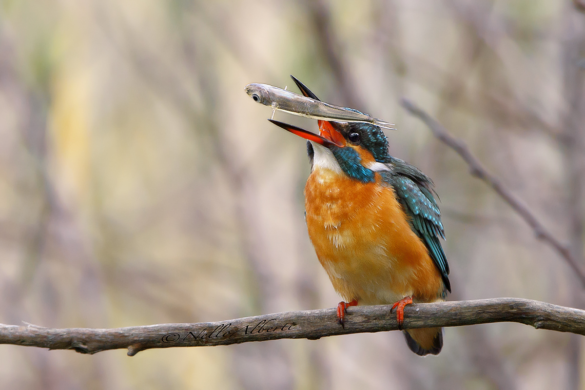 Martino juggler greedy!