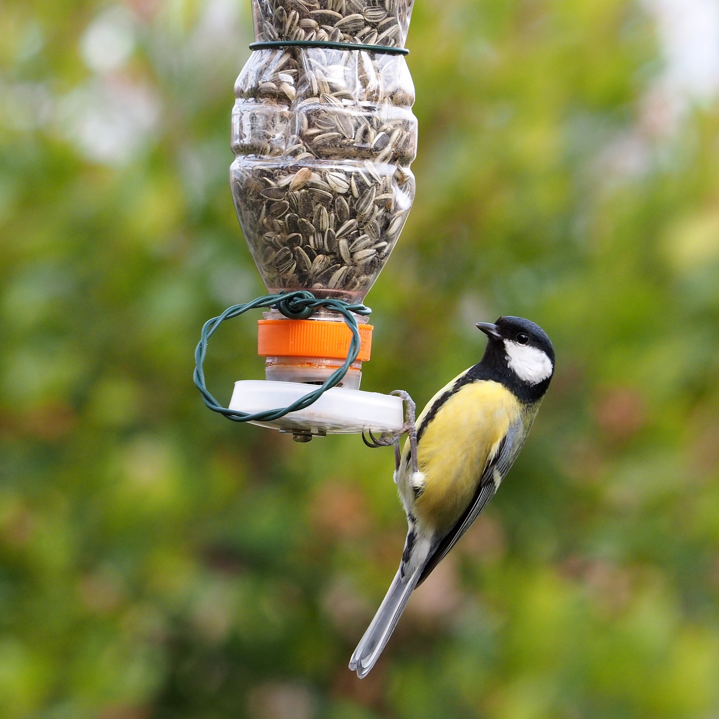 prova cinciallegra post.:contasto, nitidezza, rumore