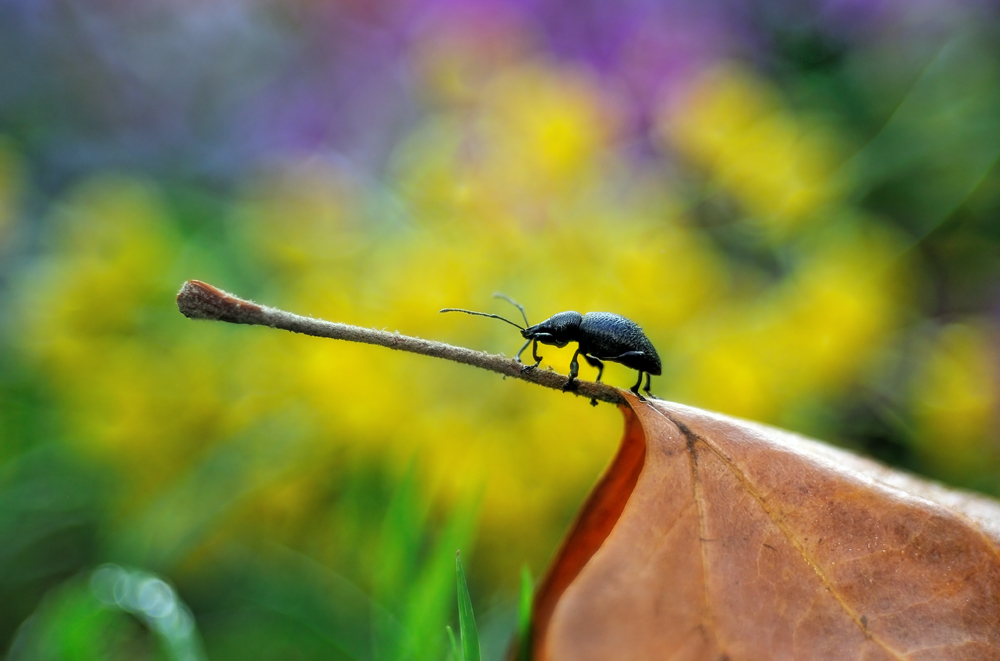 Trampolino di lancio