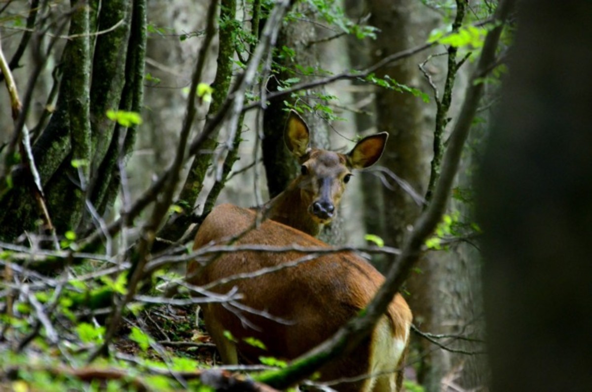 Female deer in the woods