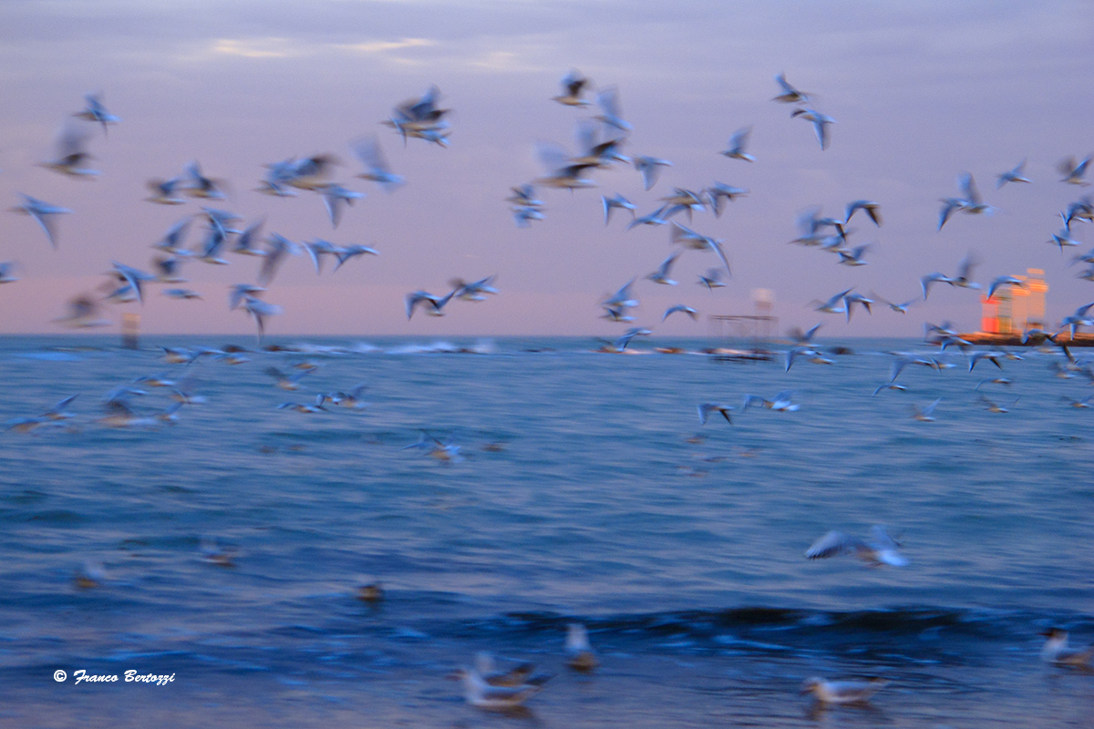 movimento di gabbiani