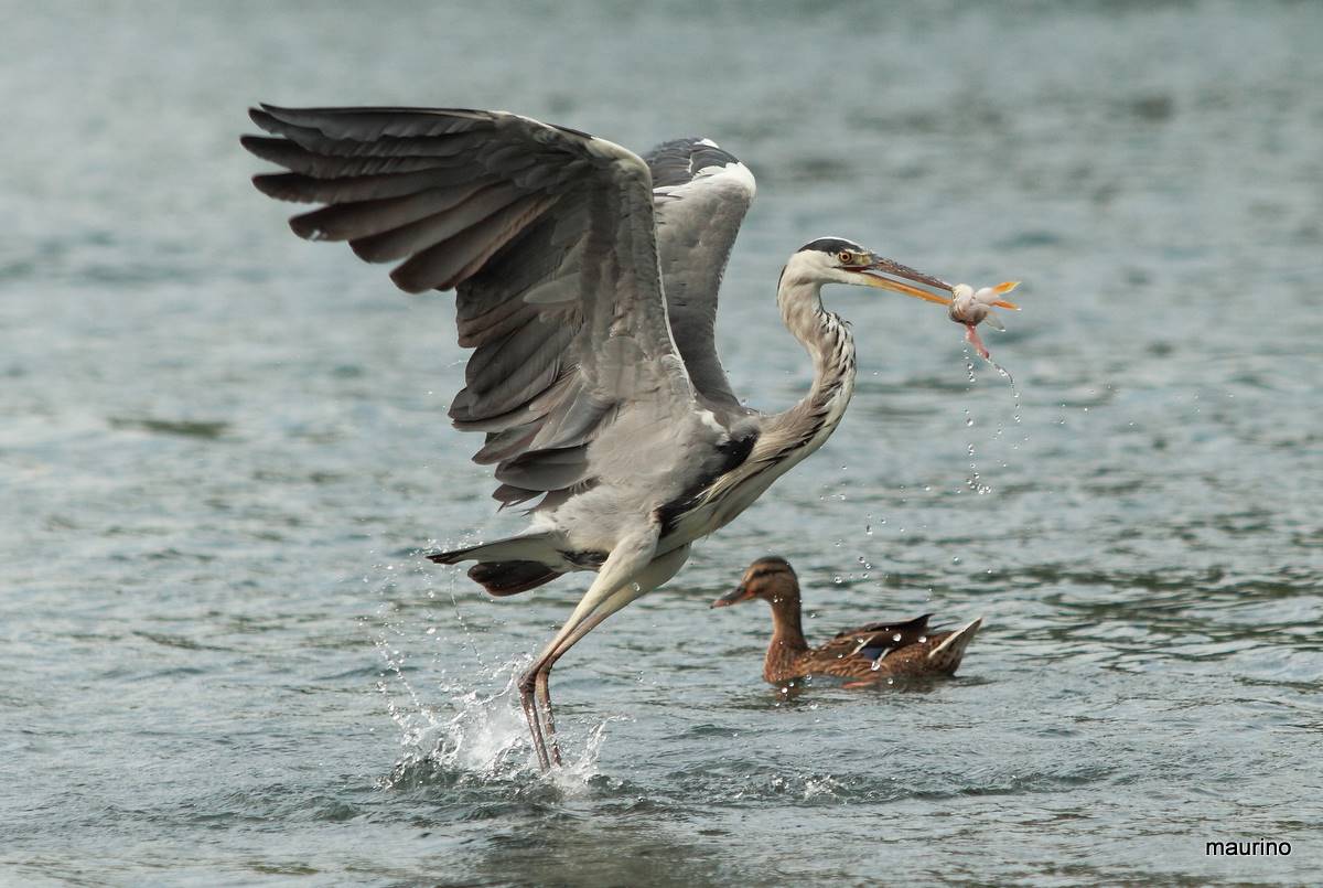 Heron with bite