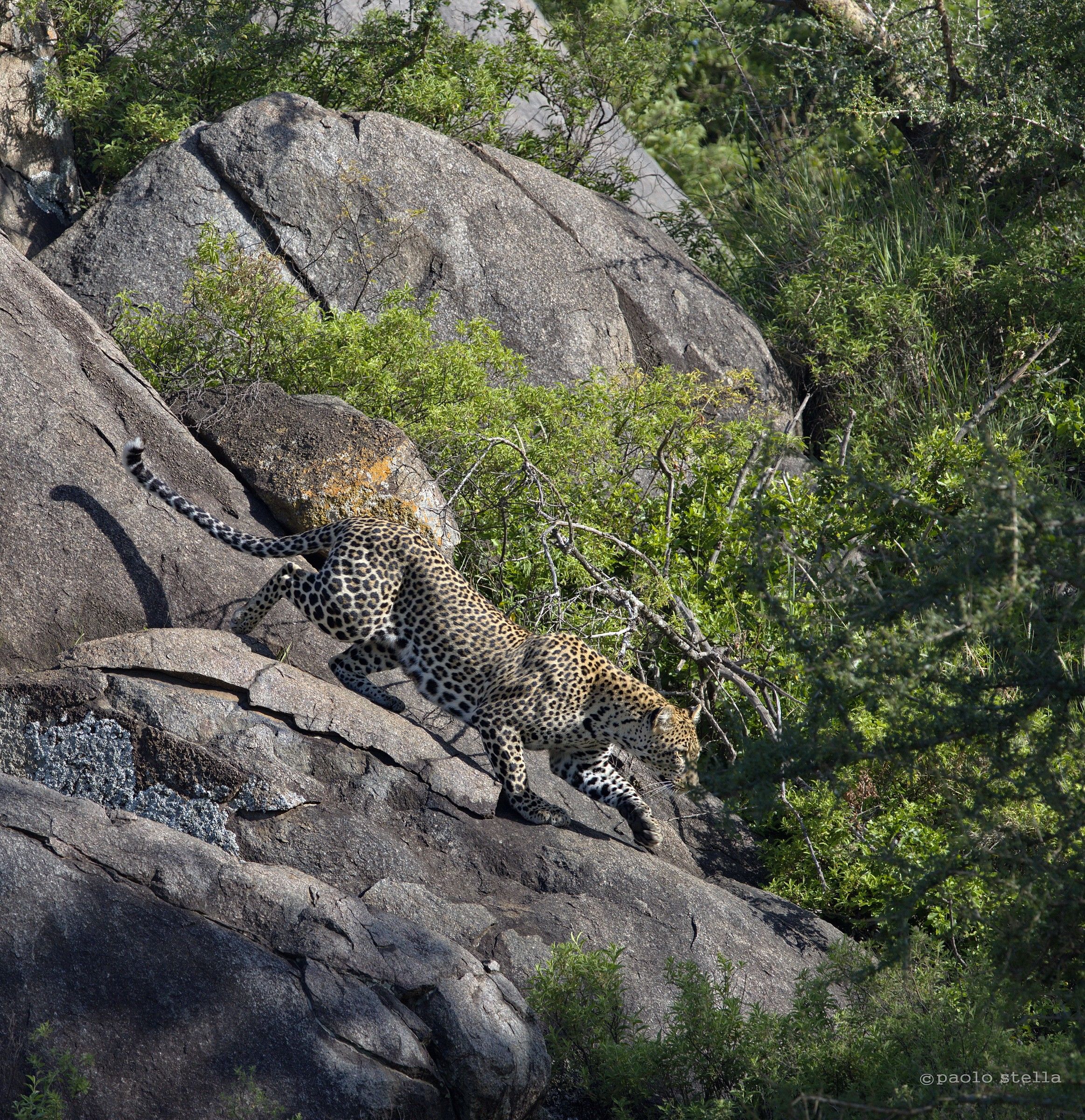 the female on the run