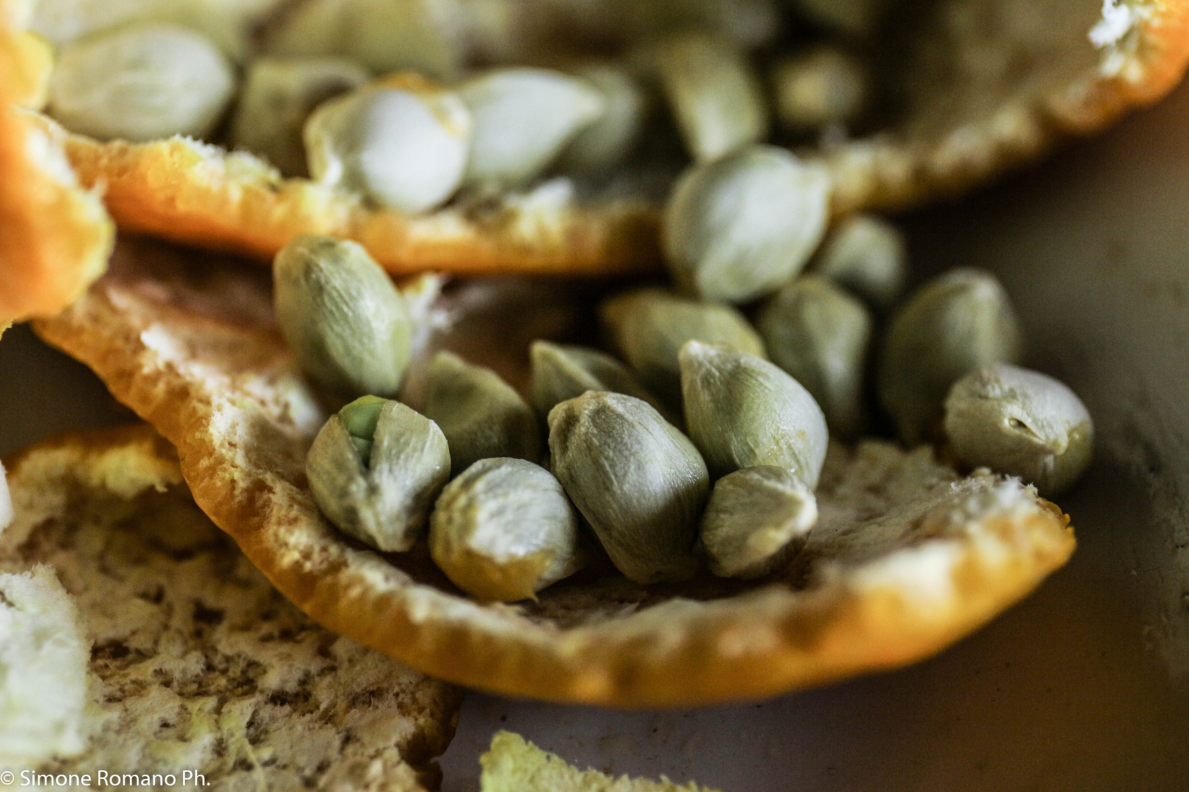 Il seme della fotografia