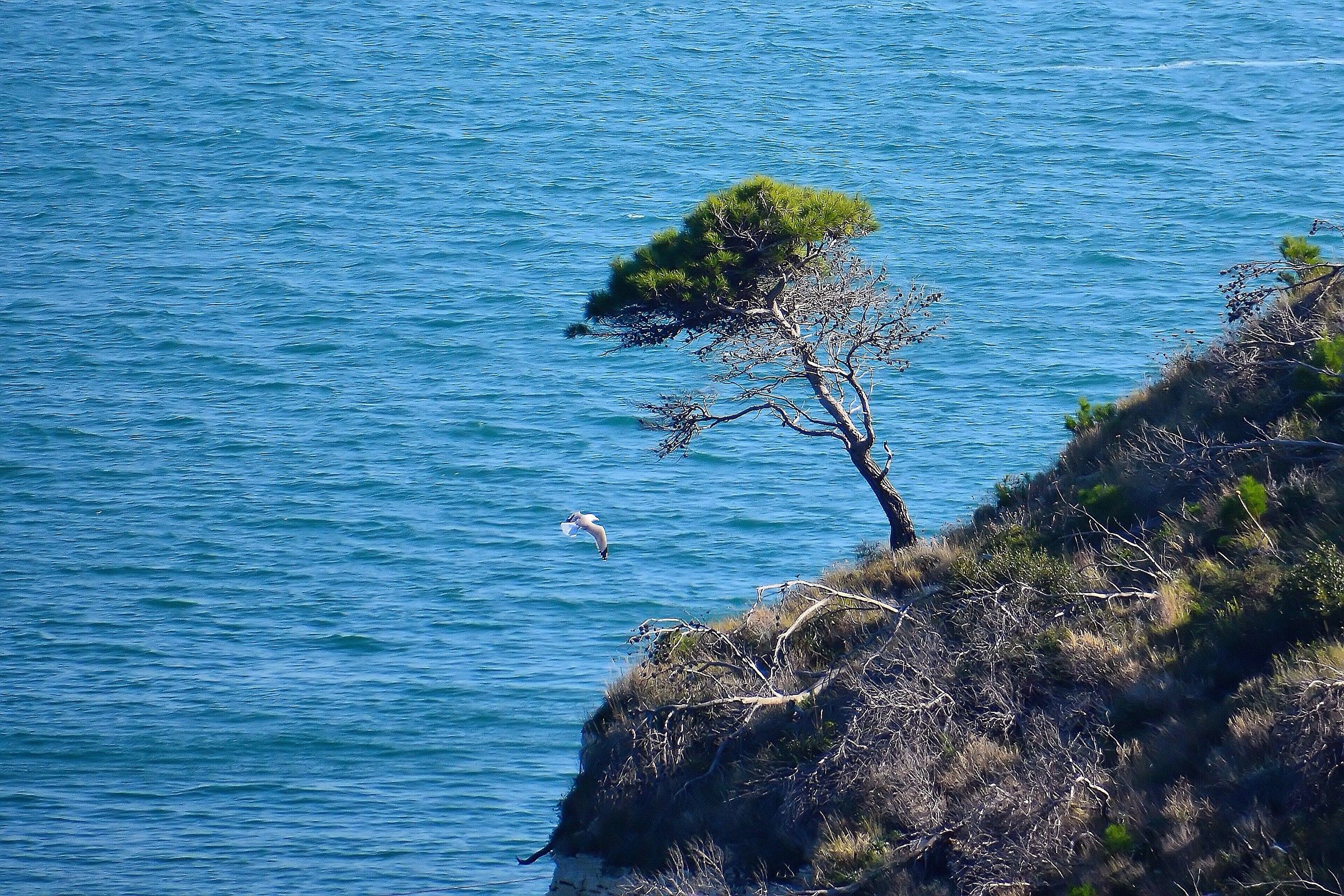 Guardian of the cliff