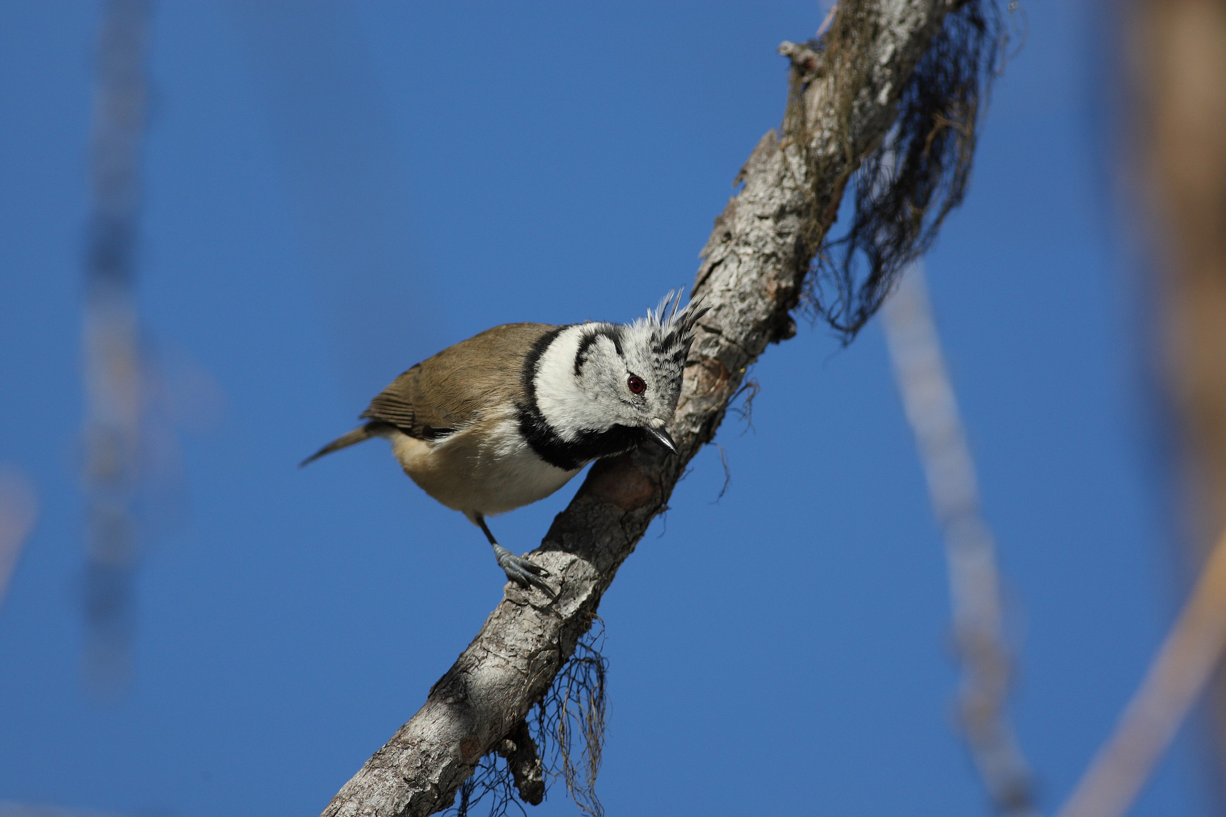 Crested Tit