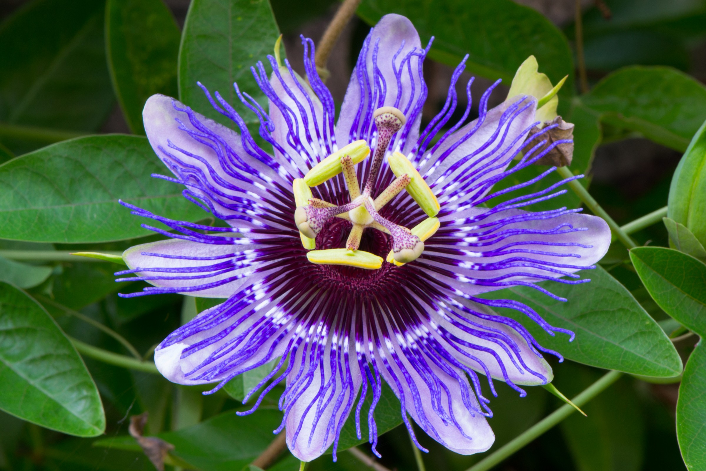 Passiflora