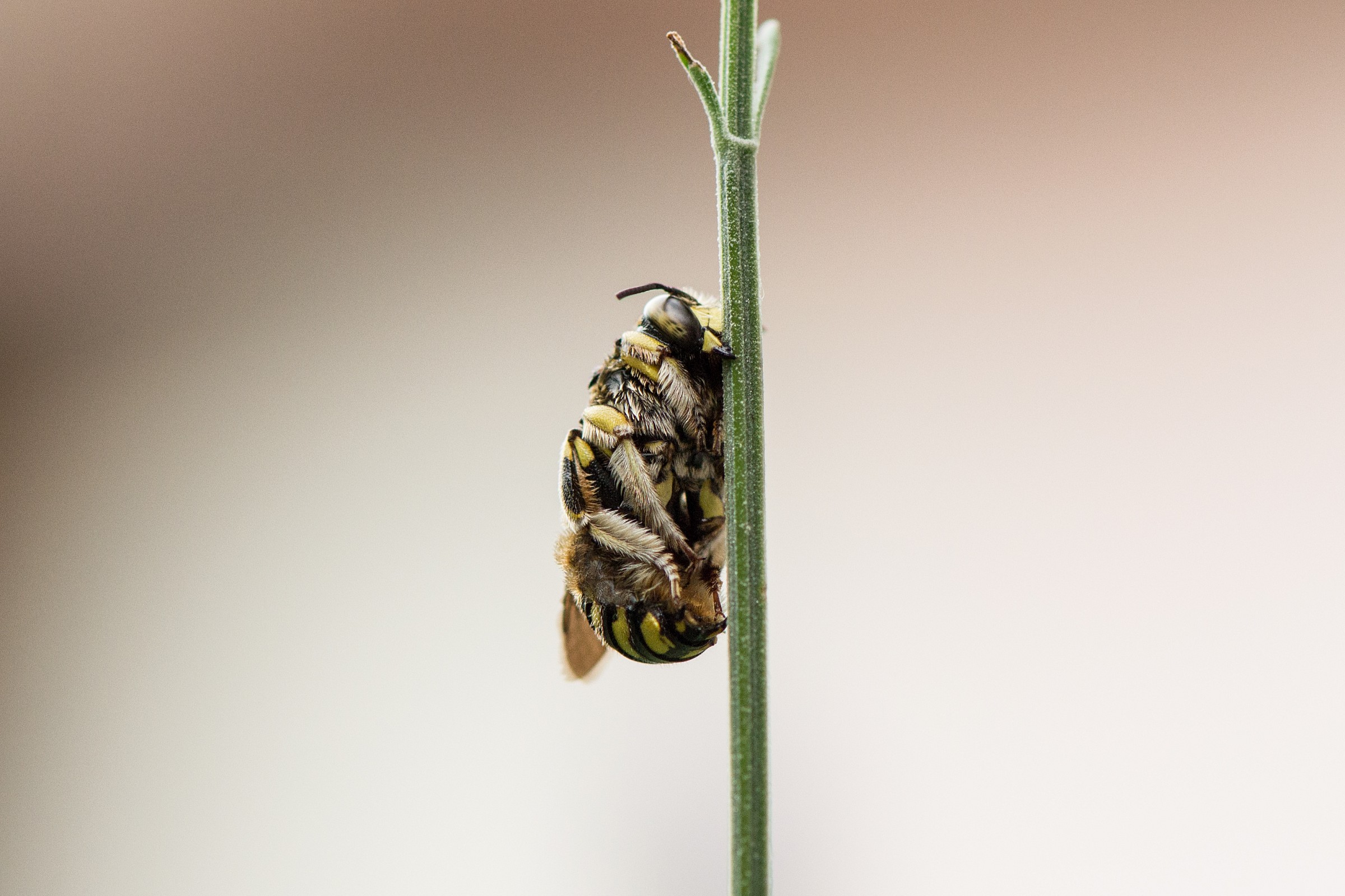 Il riposo del guerriero