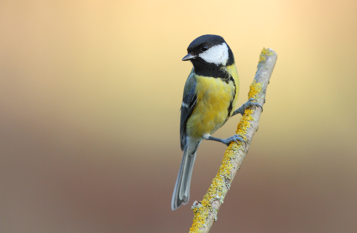 Great Tit