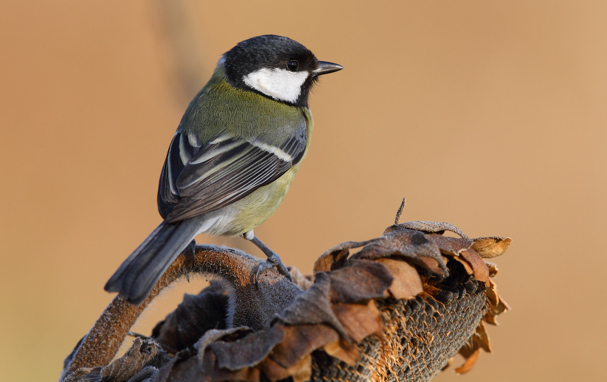 Great Tit