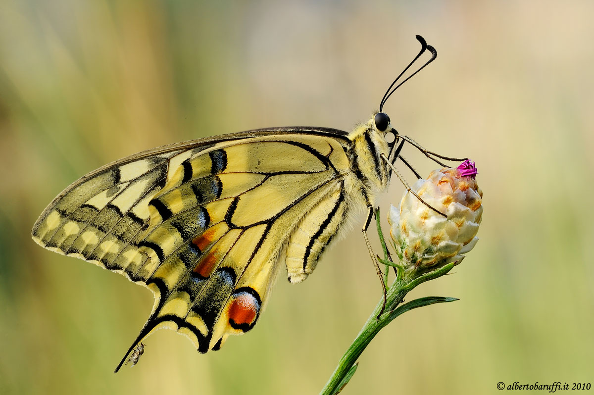Machaon with guest