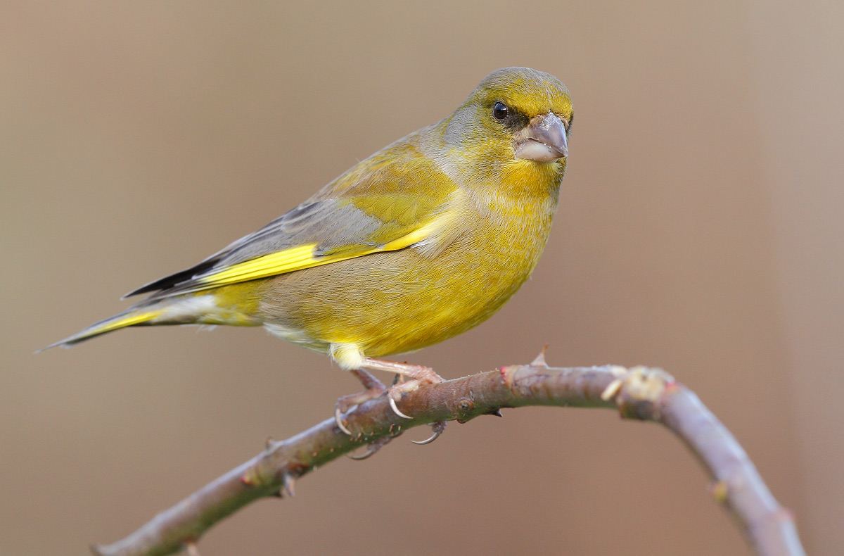 greenfinch