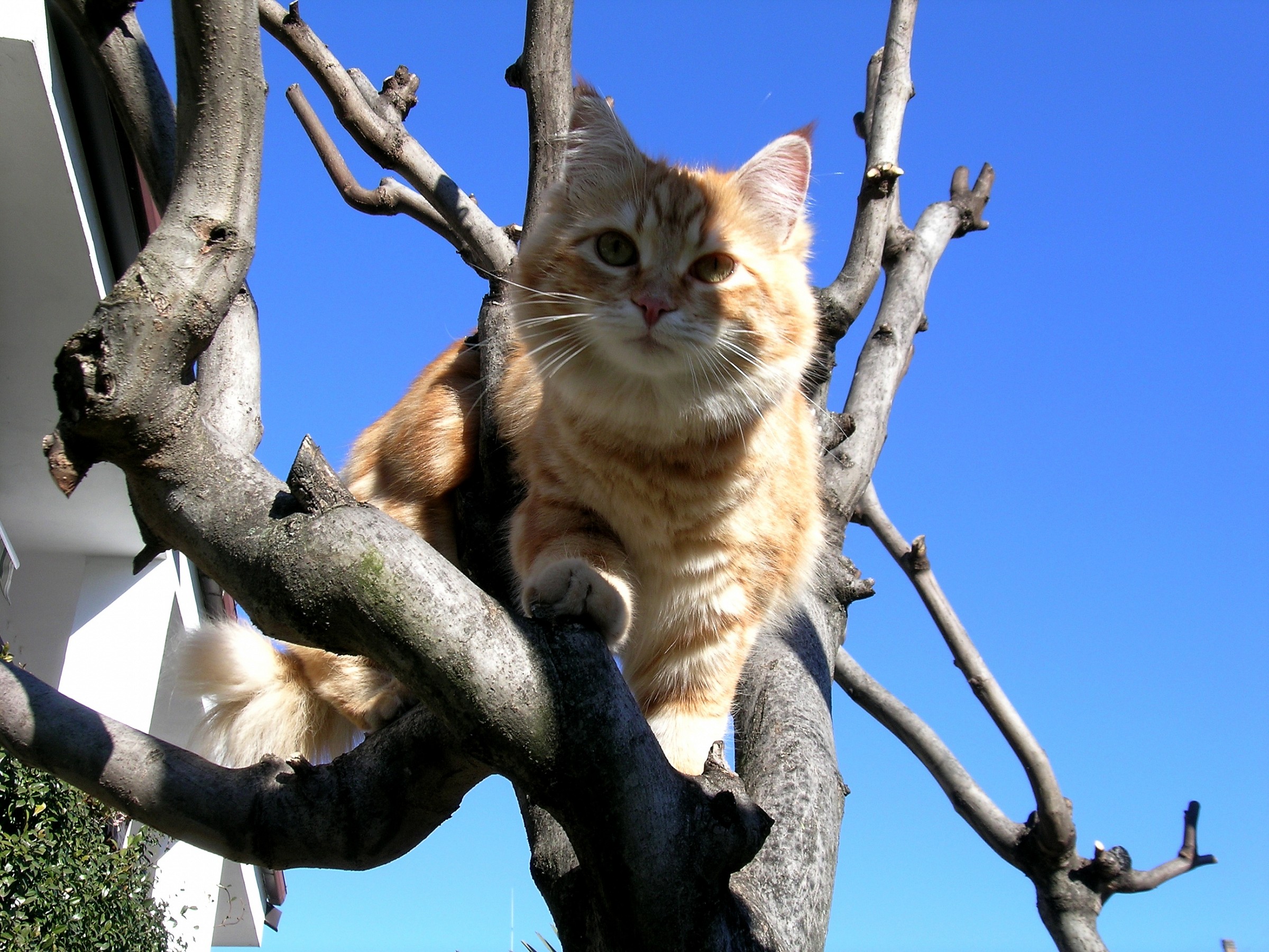 ... sono una gatta fotogenica ...