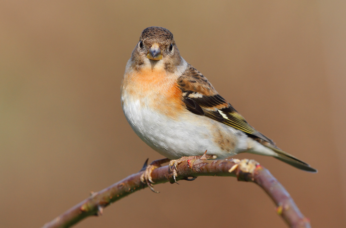 Brambling