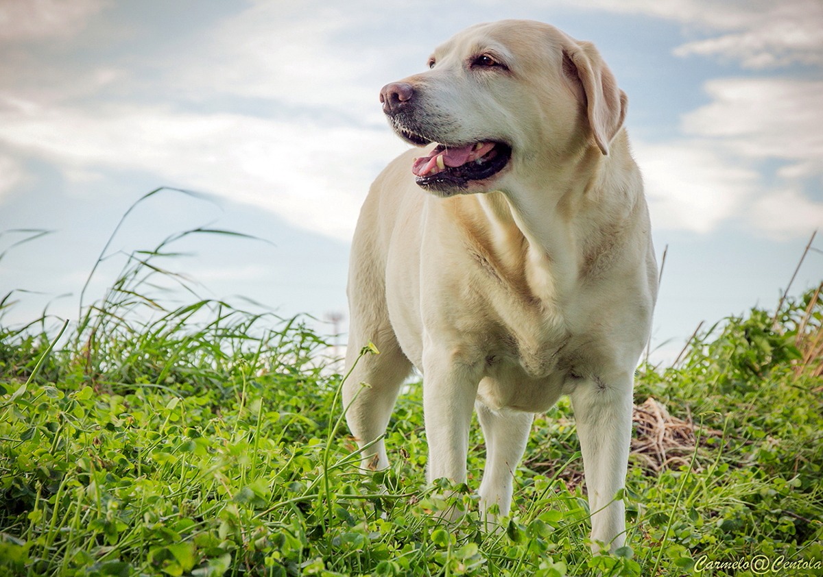 il più grande spettacolo dopo il big bang