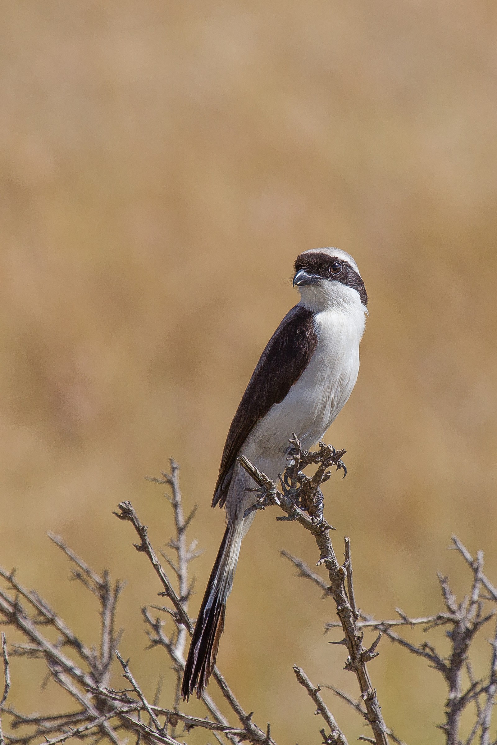 African Grey Shrike