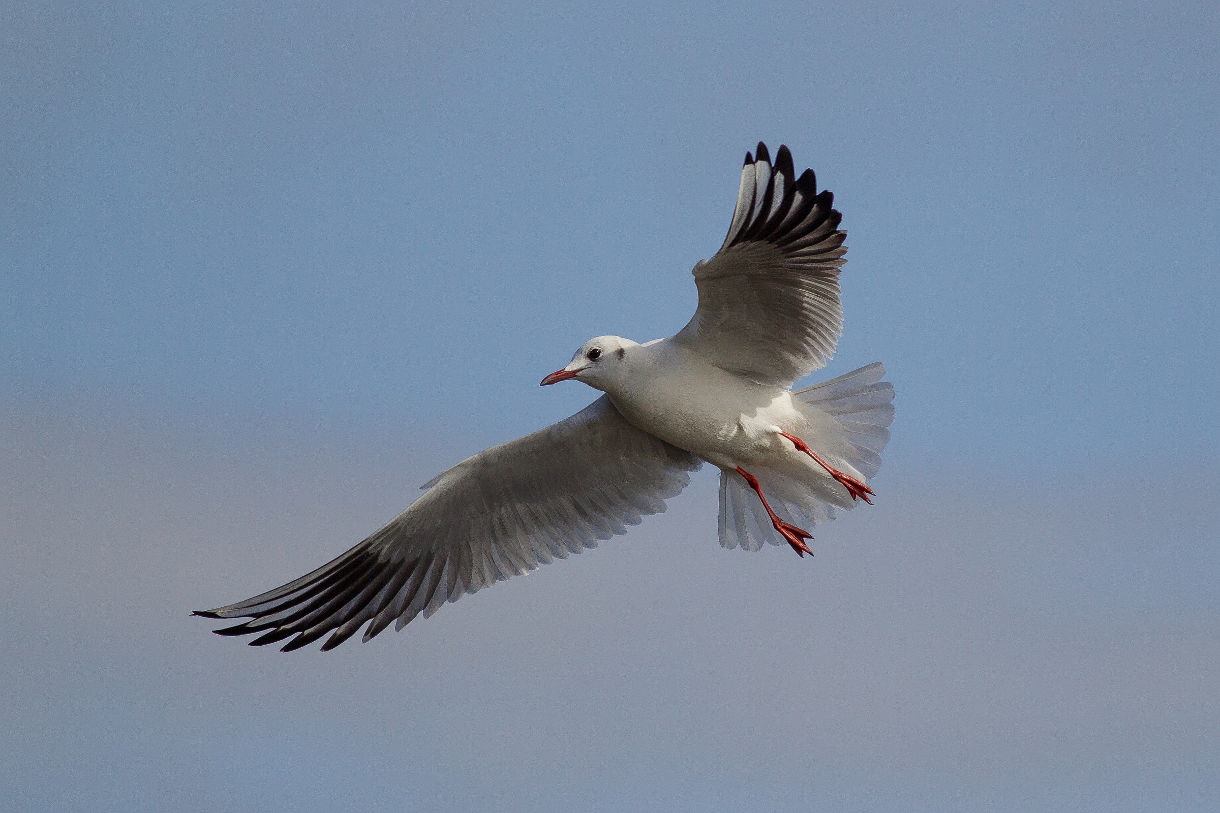 Headed Gull