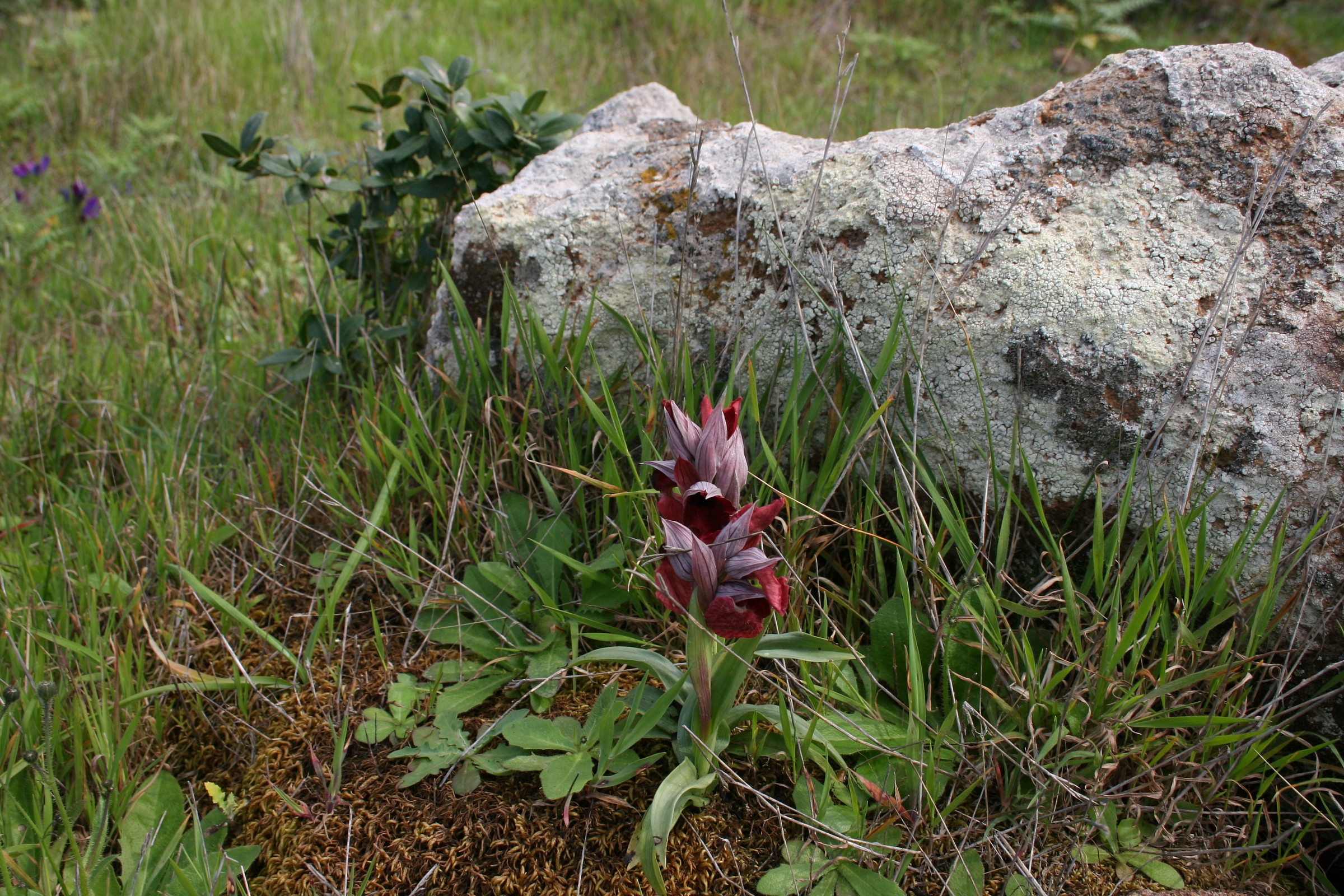 orchid Serapias cossyrensis