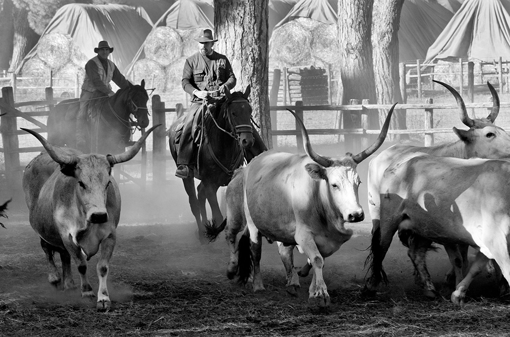 Maremma, butteri a lavoro