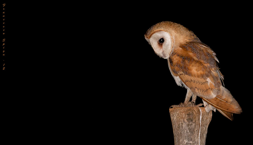 Tyto alba